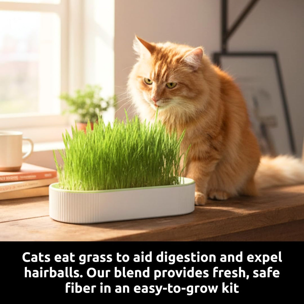 Hydroponic Cat Grass Grow Kit with 2 Oz Non-GMO Seeds H457