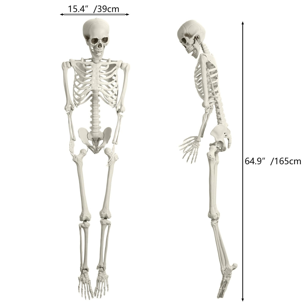 5.4FT 170cm Life Size Posable Skeleton with Movable Joints F146208
