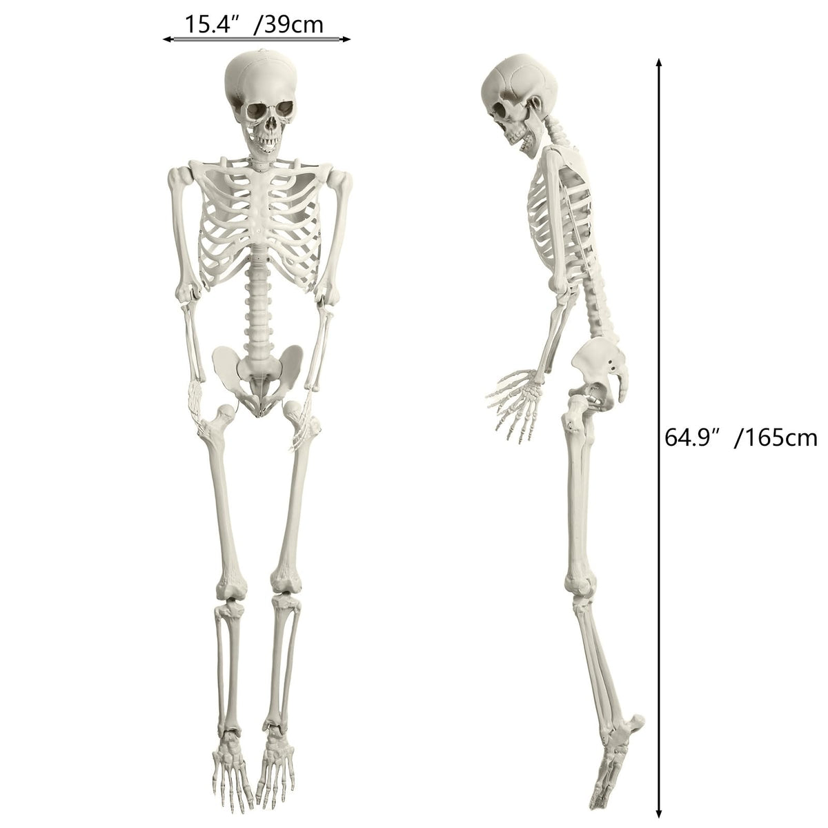 5.4FT 170cm Life Size Posable Skeleton with Movable Joints F146208