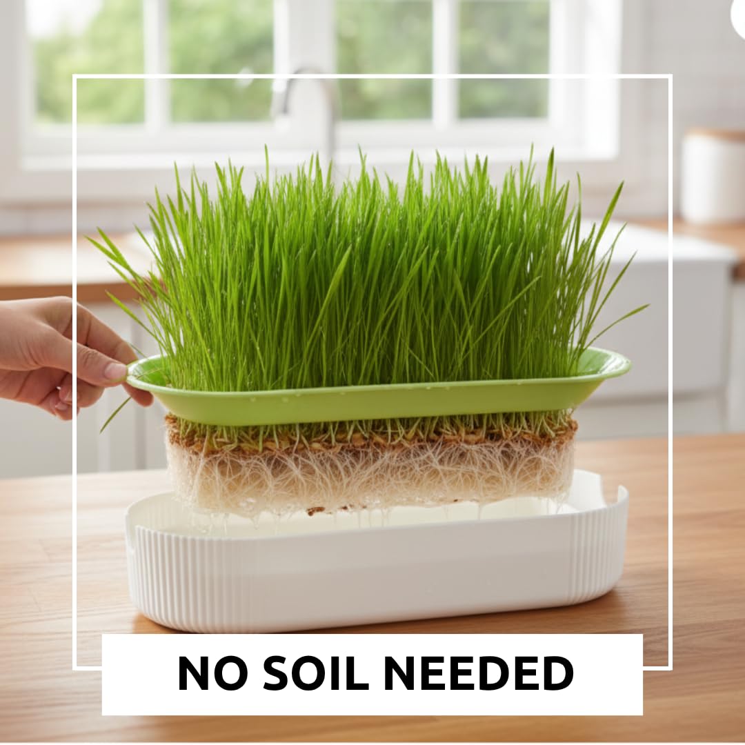 Hydroponic Cat Grass Grow Kit with 2 Oz Non-GMO Seeds H457