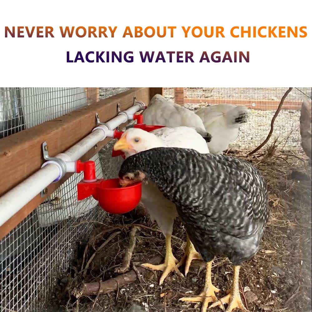 Automatic Chicken Watering System with PVC Pipe R37190