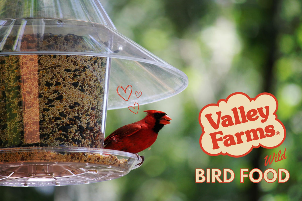 Wild Bird Food 20 LB Q500